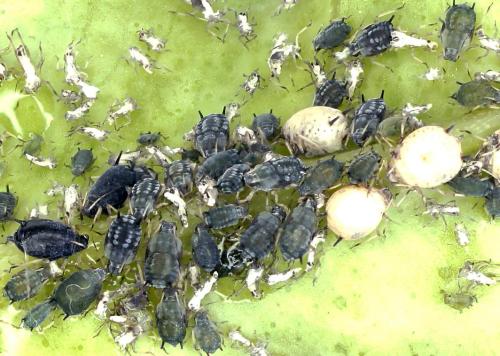Réf. 301 966 : Aphis fabae